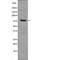 Inhibitor Of Nuclear Factor Kappa B Kinase Subunit Epsilon antibody, PA5-64585, Invitrogen Antibodies, Western Blot image 