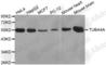 Tubulin alpha-4A chain antibody, A3187, ABclonal Technology, Western Blot image 