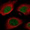 Myocyte Enhancer Factor 2A antibody, HPA046597, Atlas Antibodies, Immunocytochemistry image 