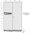 Glycogen Synthase Kinase 3 Alpha antibody, 711262, Invitrogen Antibodies, Western Blot image 