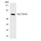 SLC8B1 antibody, LS-C200681, Lifespan Biosciences, Western Blot image 