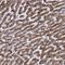 WD Repeat Domain 19 antibody, NBP1-84033, Novus Biologicals, Immunohistochemistry frozen image 