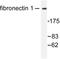 Fibronectin 1 antibody, LS-C176514, Lifespan Biosciences, Western Blot image 
