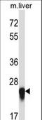 Interleukin 27 antibody, LS-C165203, Lifespan Biosciences, Western Blot image 