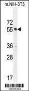 CTD Small Phosphatase Like 2 antibody, 55-519, ProSci, Western Blot image 