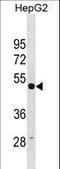 Tubulin Gamma 1 antibody, LS-C157005, Lifespan Biosciences, Western Blot image 