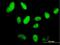 SPT5 Homolog, DSIF Elongation Factor Subunit antibody, H00006829-M03, Novus Biologicals, Immunocytochemistry image 