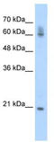 Pre-mRNA 3 -end-processing factor FIP1 antibody, TA343940, Origene, Western Blot image 