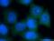 VEGF antibody, 19003-1-AP, Proteintech Group, Immunofluorescence image 
