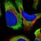 Ribosomal Protein S14 antibody, NBP1-84847, Novus Biologicals, Immunofluorescence image 