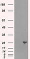 Replication Protein A2 antibody, LS-C114840, Lifespan Biosciences, Western Blot image 