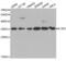 Interleukin 1 Receptor Type 2 antibody, abx001557, Abbexa, Western Blot image 