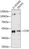 Cathepsin F antibody, 13-671, ProSci, Western Blot image 