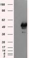 SHC Adaptor Protein 1 antibody, MA5-25078, Invitrogen Antibodies, Western Blot image 