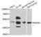 RAD52 Homolog, DNA Repair Protein antibody, orb136222, Biorbyt, Western Blot image 