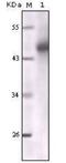 Cytokeratin Pan  antibody, NBP1-51537, Novus Biologicals, Western Blot image 