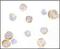 Toll Like Receptor 3 antibody, LS-B3204, Lifespan Biosciences, Immunocytochemistry image 