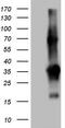 Transforming Acidic Coiled-Coil Containing Protein 2 antibody, TA803718, Origene, Western Blot image 