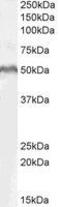 Lymphoid Enhancer Binding Factor 1 antibody, GTX89284, GeneTex, Western Blot image 