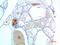 Transthyretin antibody, STJ98878, St John