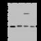 Rho GDP Dissociation Inhibitor Alpha antibody, 203533-T44, Sino Biological, Western Blot image 