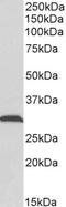 Epidermal Growth Factor antibody, 43-550, ProSci, Western Blot image 