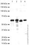 Carboxylesterase 1 antibody, ab45957, Abcam, Western Blot image 