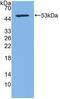 CD83 Molecule antibody, LS-C314840, Lifespan Biosciences, Western Blot image 