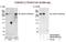 Mediator of RNA polymerase II transcription subunit 13 antibody, NB100-60642, Novus Biologicals, Western Blot image 