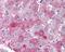 SPT16 Homolog, Facilitates Chromatin Remodeling Subunit antibody, 49-147, ProSci, Immunohistochemistry frozen image 