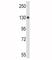 Ceruloplasmin antibody, F50324-0.4ML, NSJ Bioreagents, Western Blot image 