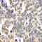 Poly(A)-Specific Ribonuclease antibody, A6941, ABclonal Technology, Immunohistochemistry paraffin image 