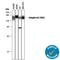 Integrin Subunit Alpha V antibody, AF1219, R&D Systems, Western Blot image 