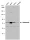 Optineurin antibody, GTX132575, GeneTex, Western Blot image 