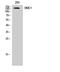 Structural Maintenance Of Chromosomes 1A antibody, STJ95705, St John