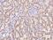 Rho GTPase Activating Protein 22 antibody, 204056-T10, Sino Biological, Immunohistochemistry frozen image 