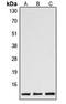 Caspase 1 antibody, MBS821314, MyBioSource, Western Blot image 