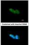 Mesencephalic Astrocyte Derived Neurotrophic Factor antibody, PA5-27609, Invitrogen Antibodies, Immunofluorescence image 