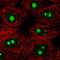 KNOP1 antibody, HPA066169, Atlas Antibodies, Immunofluorescence image 