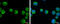 Inhibitor Of Nuclear Factor Kappa B Kinase Subunit Beta antibody, GTX107970, GeneTex, Immunocytochemistry image 