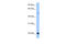 Reticulon 4 antibody, 30-235, ProSci, Enzyme Linked Immunosorbent Assay image 