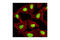 Lysine Demethylase 3B antibody, 2621S, Cell Signaling Technology, Immunofluorescence image 