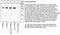 Neurotrophic Receptor Tyrosine Kinase 1 antibody, 44-1342G, Invitrogen Antibodies, Western Blot image 