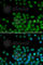 Secreted Frizzled Related Protein 2 antibody, A5383, ABclonal Technology, Immunofluorescence image 