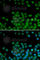 Secreted frizzled-related protein 2 antibody, A5383, ABclonal Technology, Immunofluorescence image 