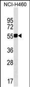 Glutaminyl-tRNA synthase-like protein 1 antibody, PA5-48981, Invitrogen Antibodies, Western Blot image 