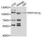 RelA-associated inhibitor antibody, STJ112491, St John
