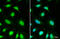 MutS Homolog 3 antibody, GTX113781, GeneTex, Immunocytochemistry image 