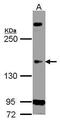 Cyclin-dependent kinase 13 antibody, PA5-27702, Invitrogen Antibodies, Western Blot image 