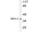 Mitogen-Activated Protein Kinase Kinase 3 antibody, LS-C177779, Lifespan Biosciences, Western Blot image 